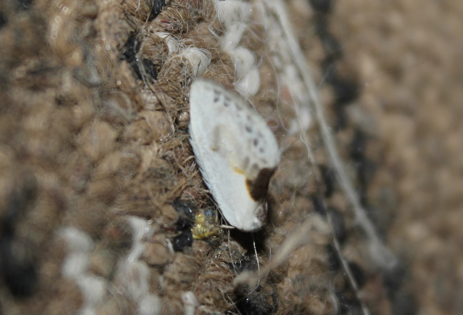 Cilix glaucata - törpe sarlósszövő