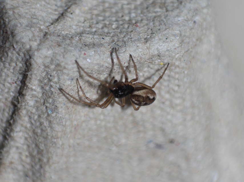 Pachygnatha degeeri