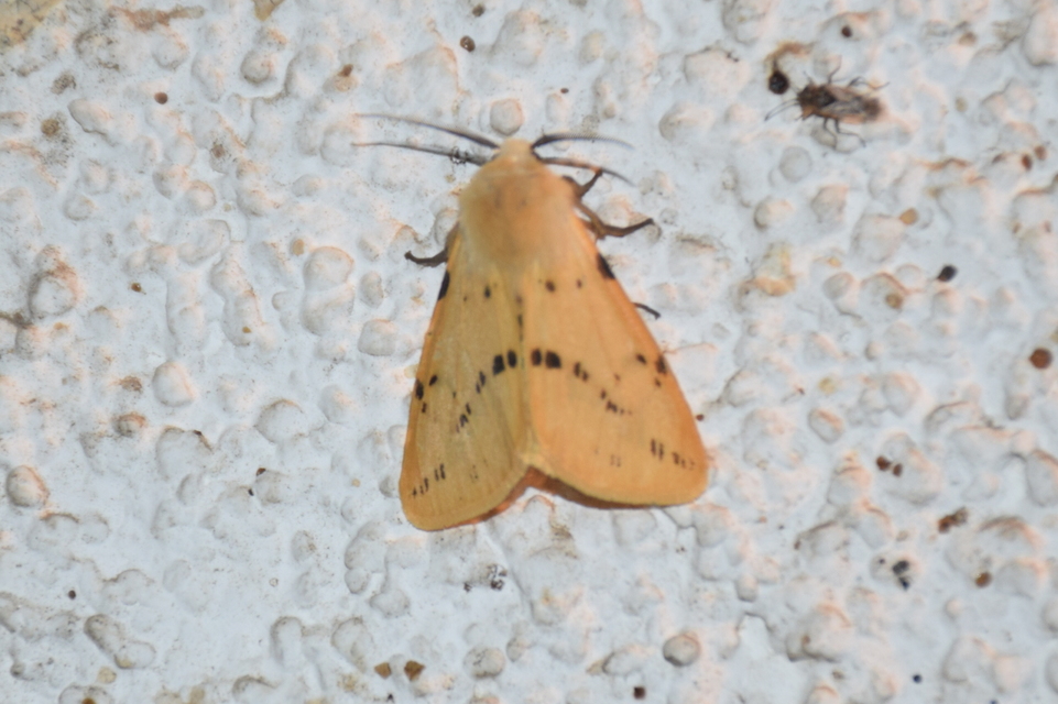 Spilarctia lutea - sárgás medvelepke