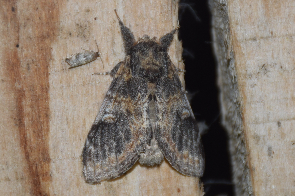 Notodonta tritophus - tarajos púposszövő