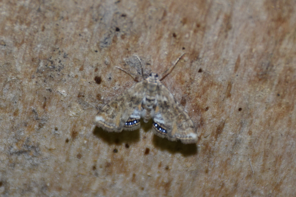 Cataclysta lemnata - békalencsemoly