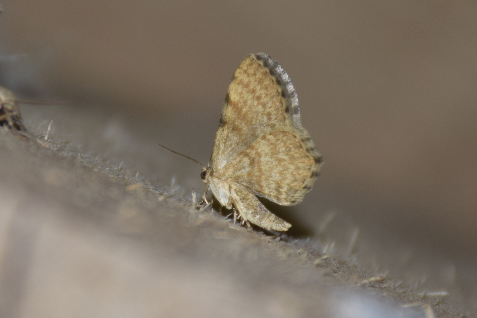 Euchoeca nebulata - barnás égeraraszoló
