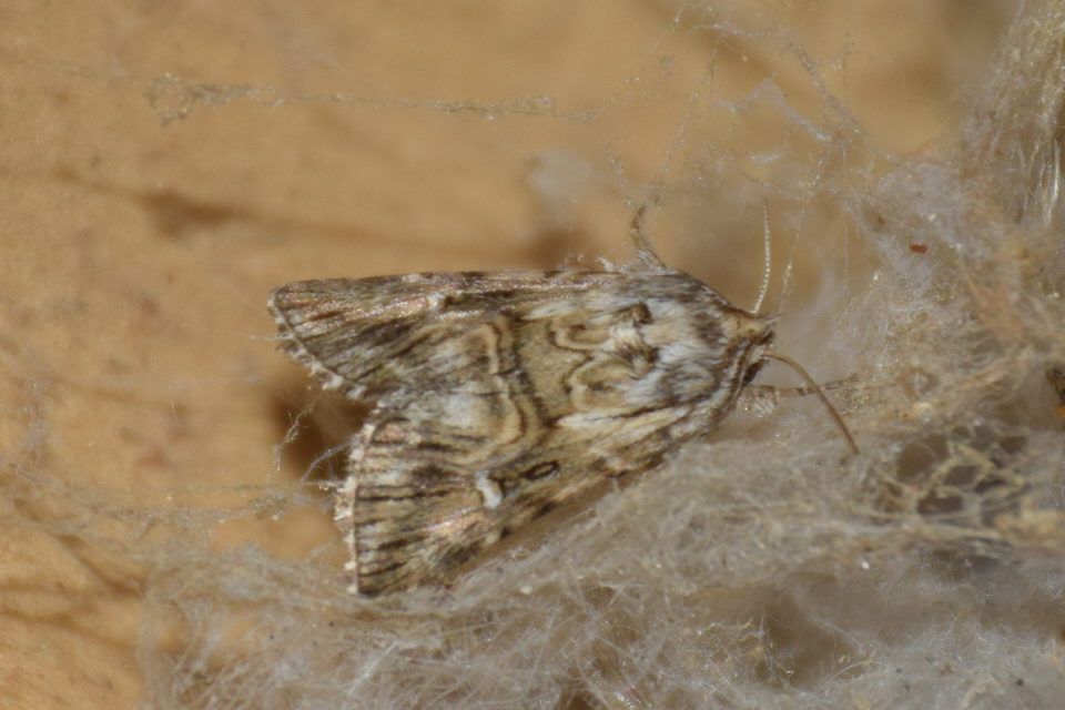 Calophasia lunula - gyújtoványfű-apróbagoly