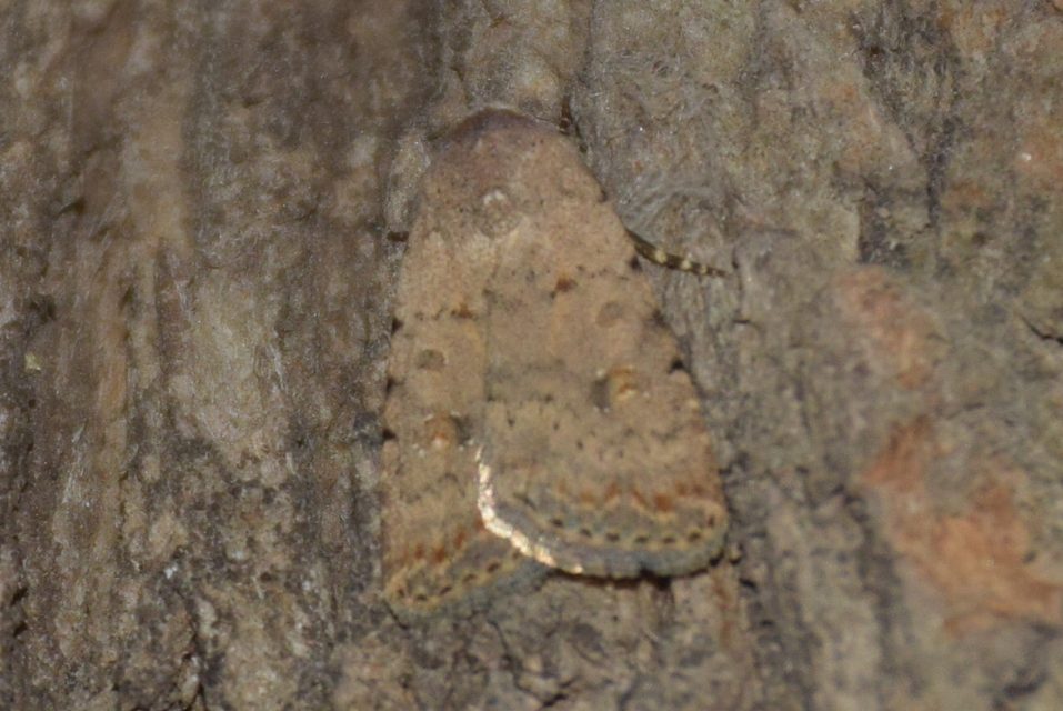 Paradrina clavipalpis - közönséges selymesbagoly