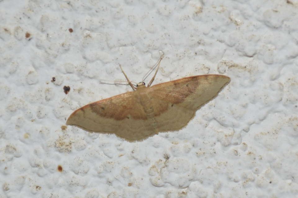 Idaea degeneraria - barnasávos araszoló