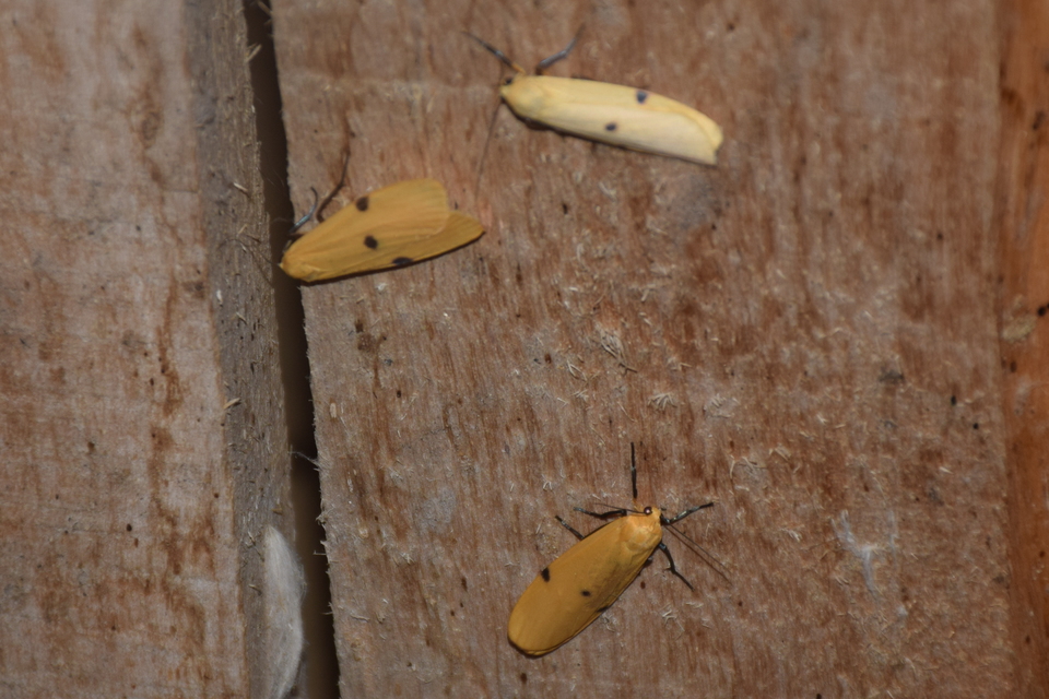 Lithosia quadra - négypettyes zuzmószövő