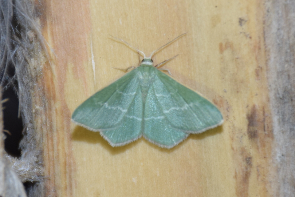Chlorissa viridata - üdezöld araszoló