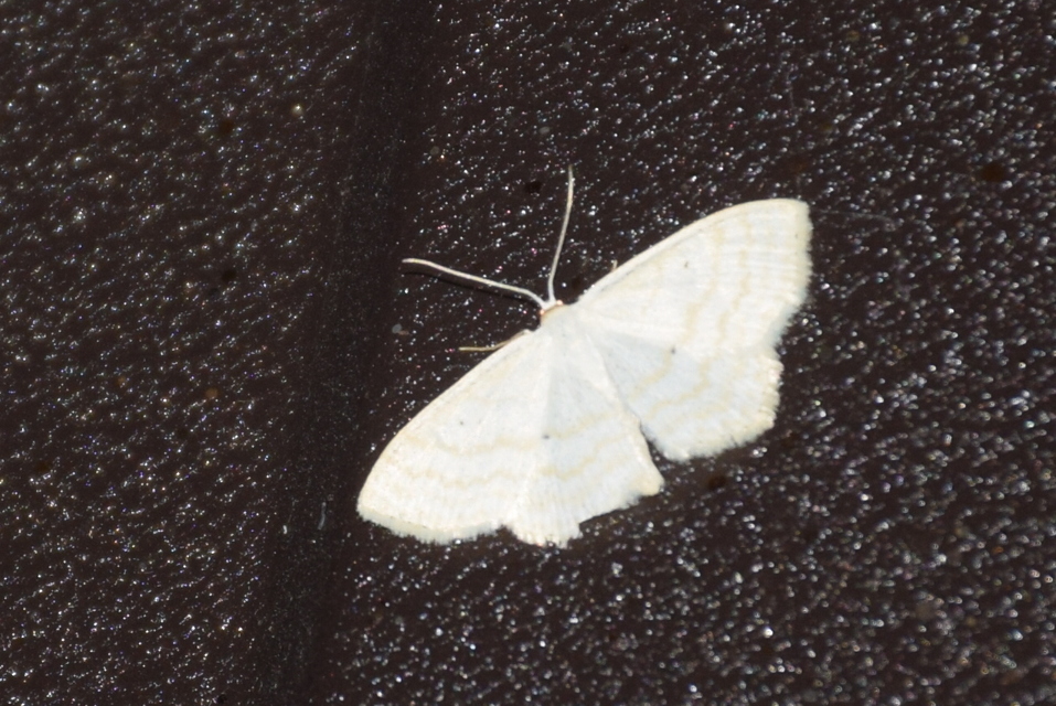 Scopula immutata - réti fehéraraszoló