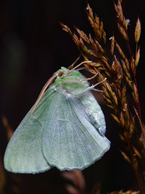 Geometra papilionaria - nagy zöldaraszoló