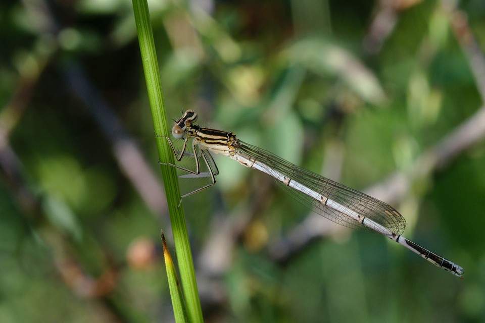 Platycnemis pennipes - széleslábú szitakötő