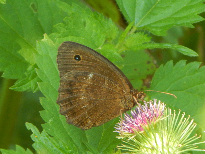 Minois dryas - fekete szemeslepke