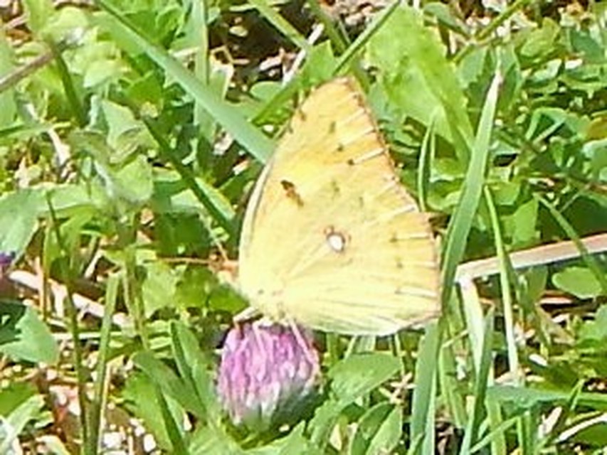 Colias croceus - sáfránylepke