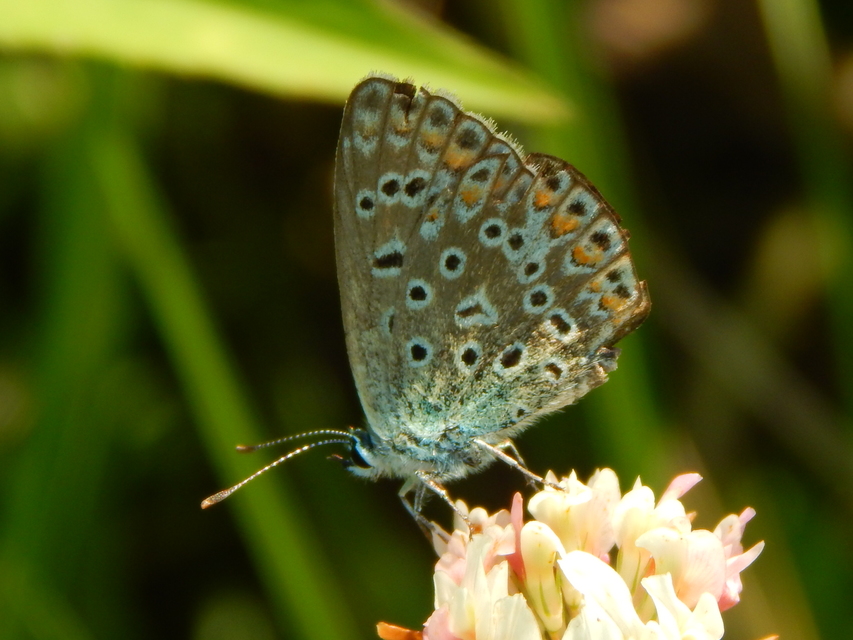 Polyommatus icarus - közönséges boglárka