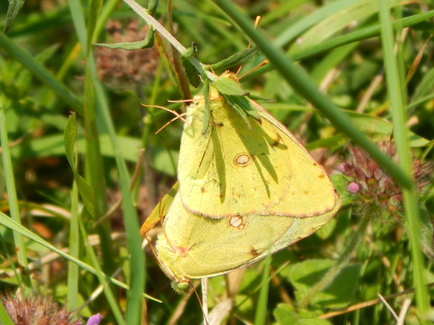 Colias croceus - sáfránylepke