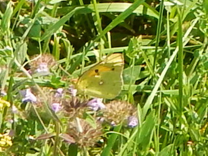 Colias croceus - sáfránylepke