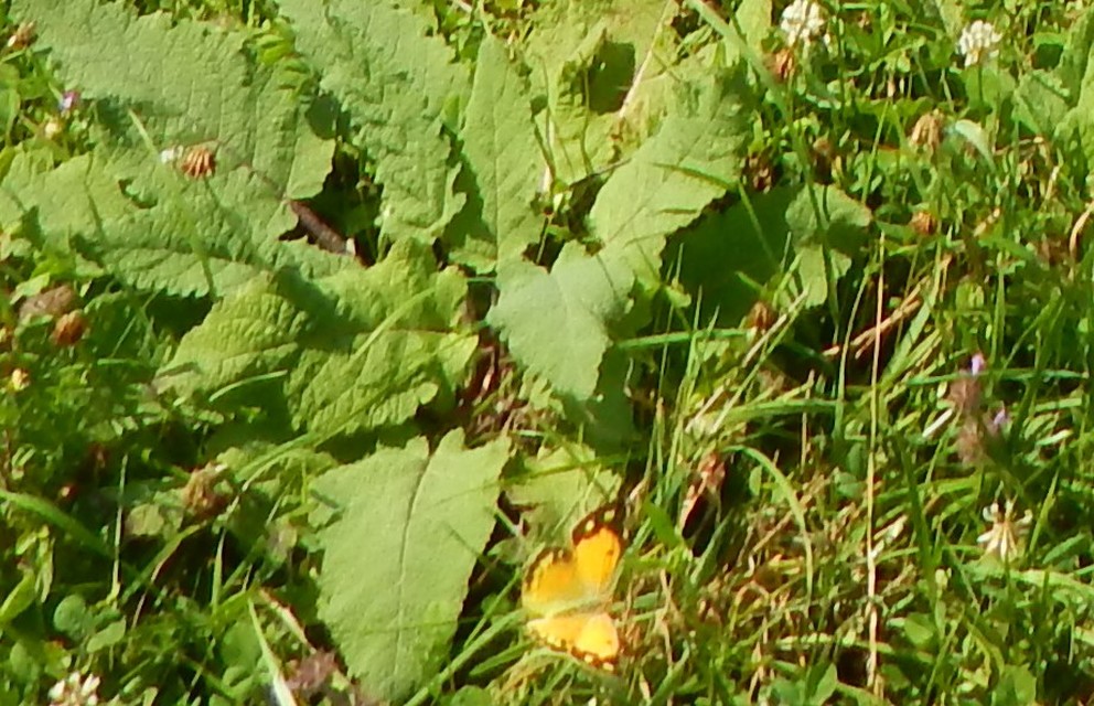 Colias croceus - sáfránylepke