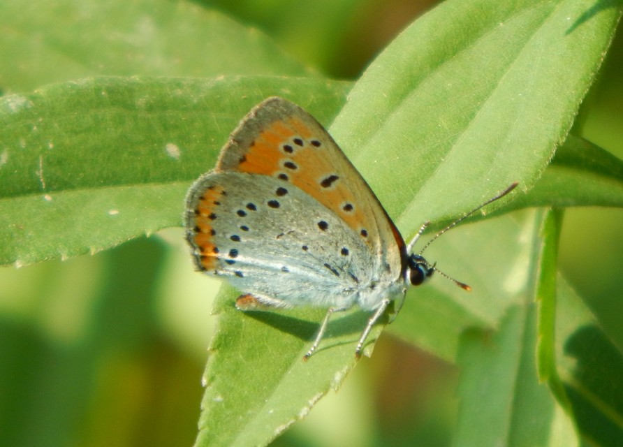 Lycaena dispar rutilus - nagy tűzlepke