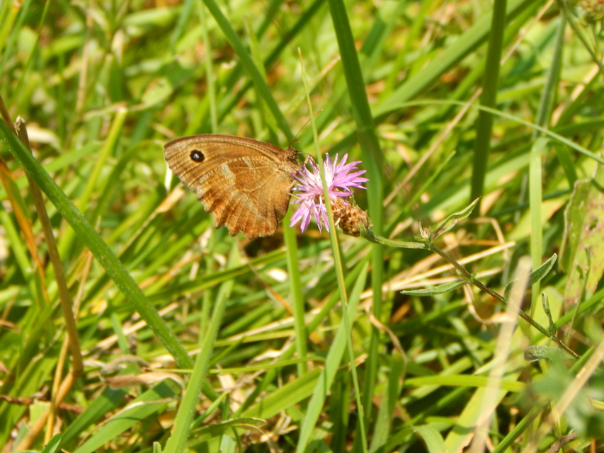 Minois dryas - fekete szemeslepke