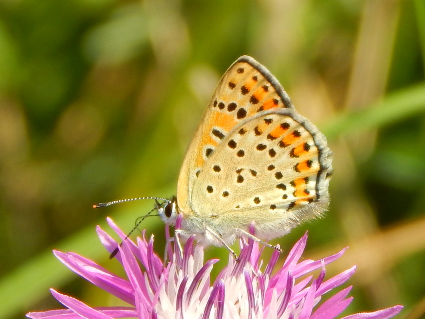 Lycaena thersamon - kis tűzlepke