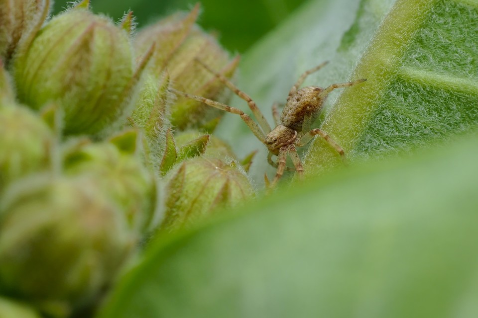 Philodromus
