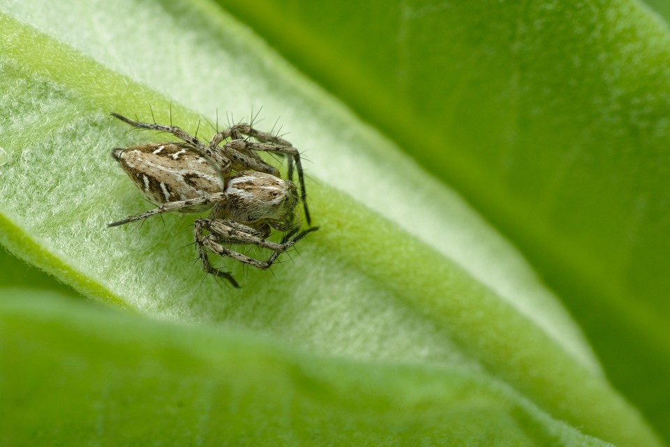 Oxyopes heterophthalmus - homoki hiúzpók