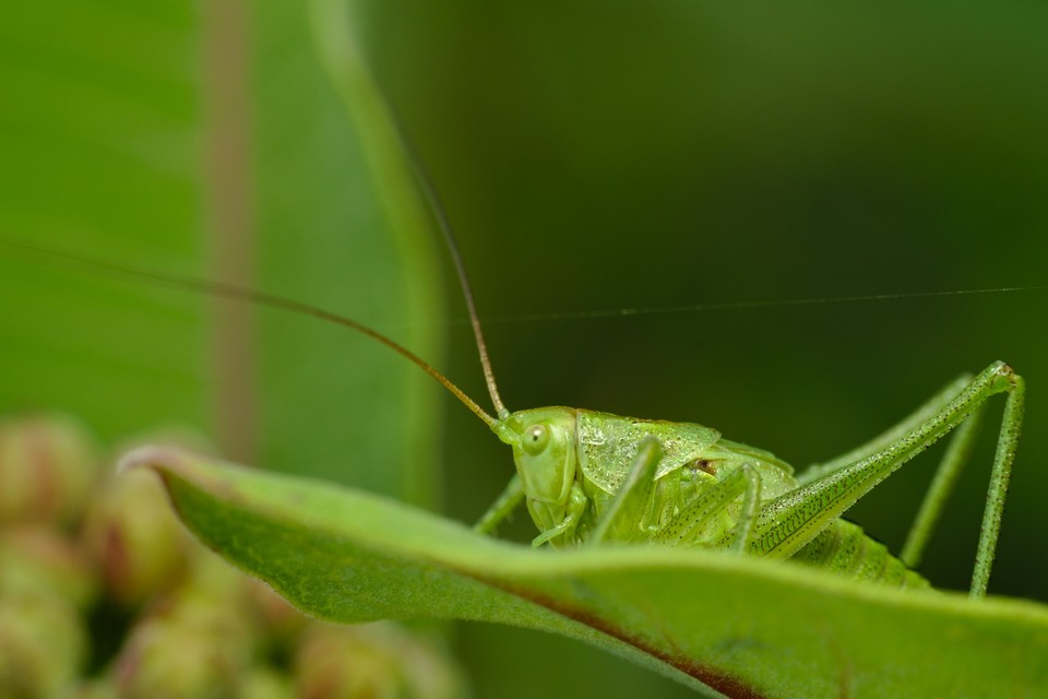 Tettigonia