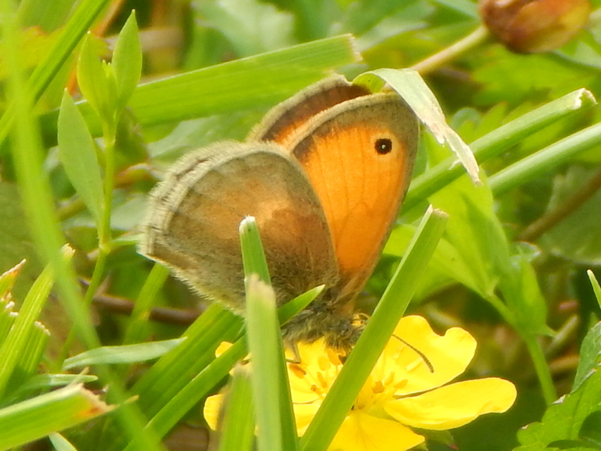 Coenonympha pamphilus - kis szénalepke