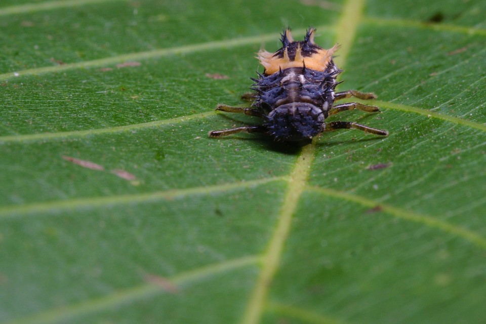 Harmonia axyridis - harlekinkatica