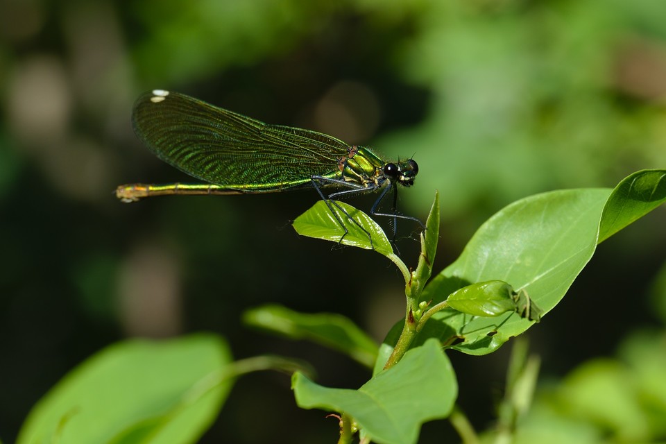 Calopteryx splendens - sávos szitakötő
