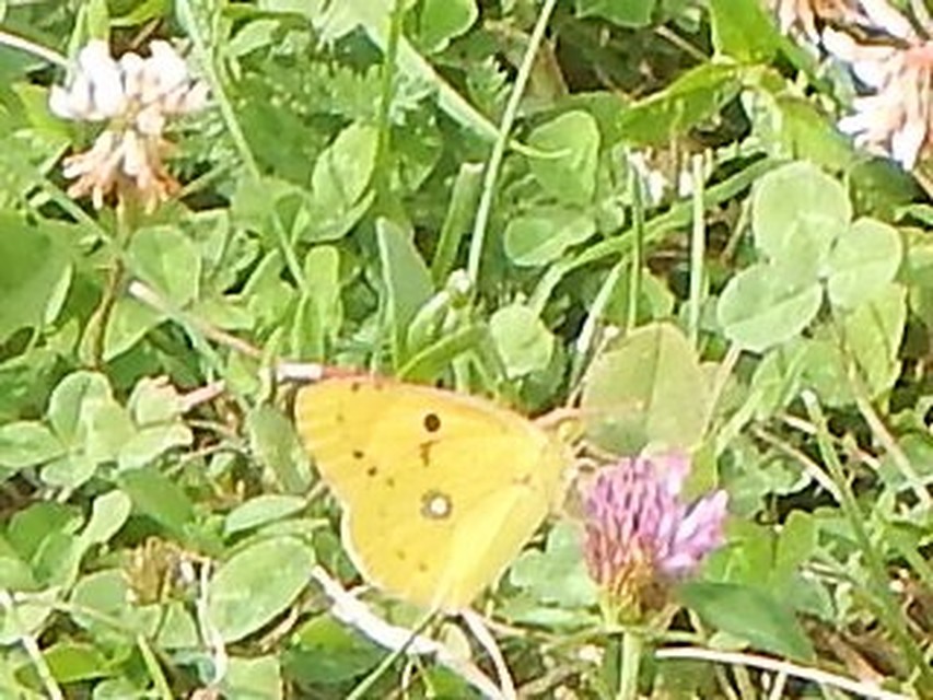 Colias croceus - sáfránylepke