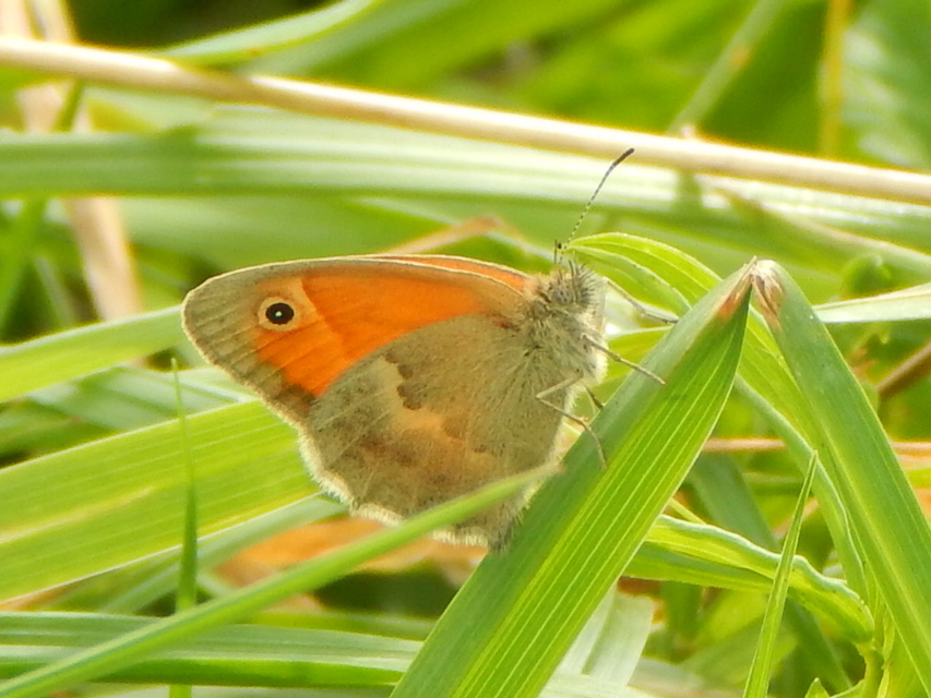 Coenonympha pamphilus - kis szénalepke