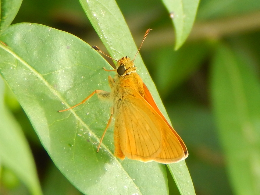 Ochlodes sylvanus - erdei busalepke