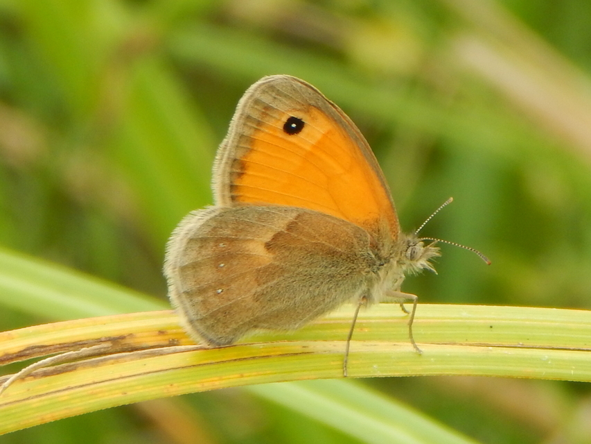 Coenonympha pamphilus - kis szénalepke