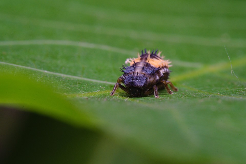 Harmonia axyridis - harlekinkatica