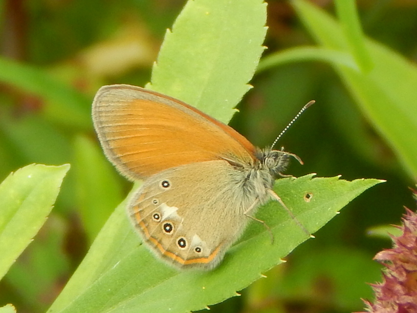 Coenonympha glycerion - közönséges szénalepke