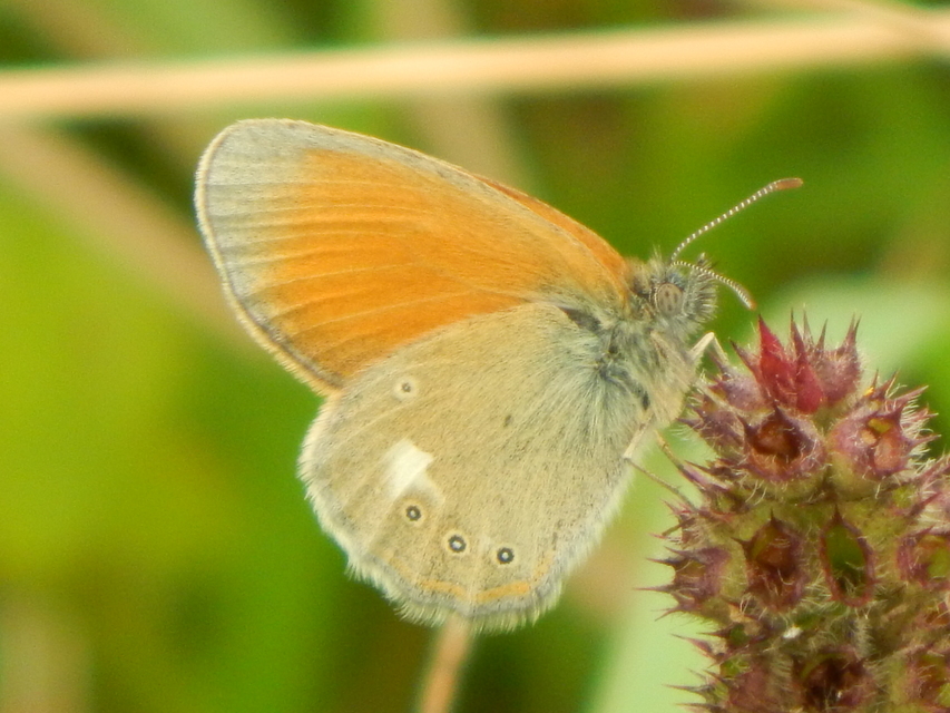 Coenonympha glycerion - közönséges szénalepke