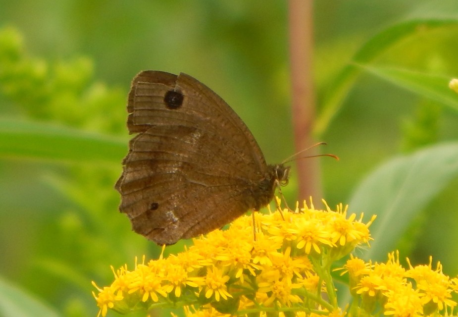 Minois dryas - fekete szemeslepke