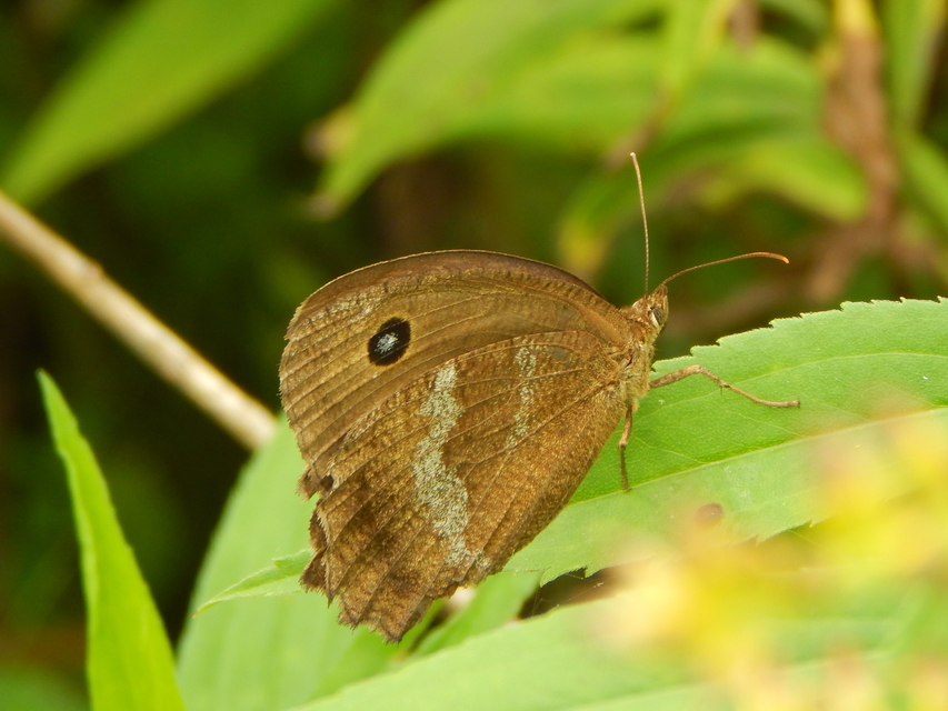 Minois dryas - fekete szemeslepke