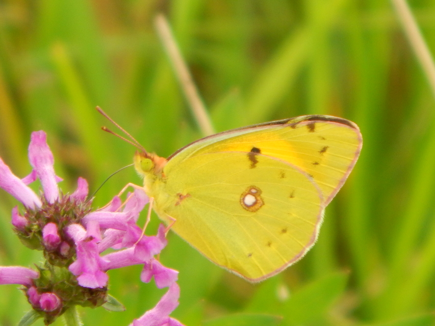 Colias croceus - sáfránylepke