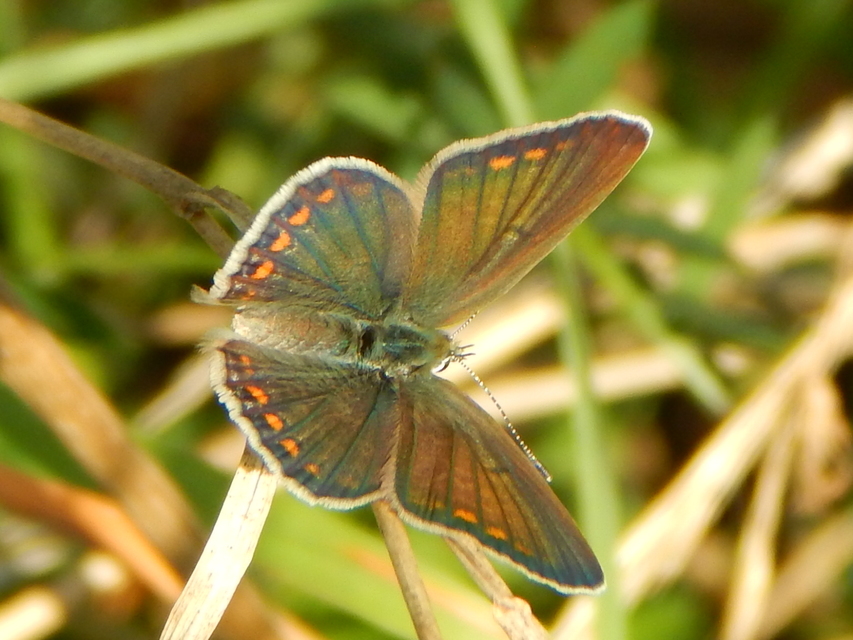 Polyommatus icarus - közönséges boglárka
