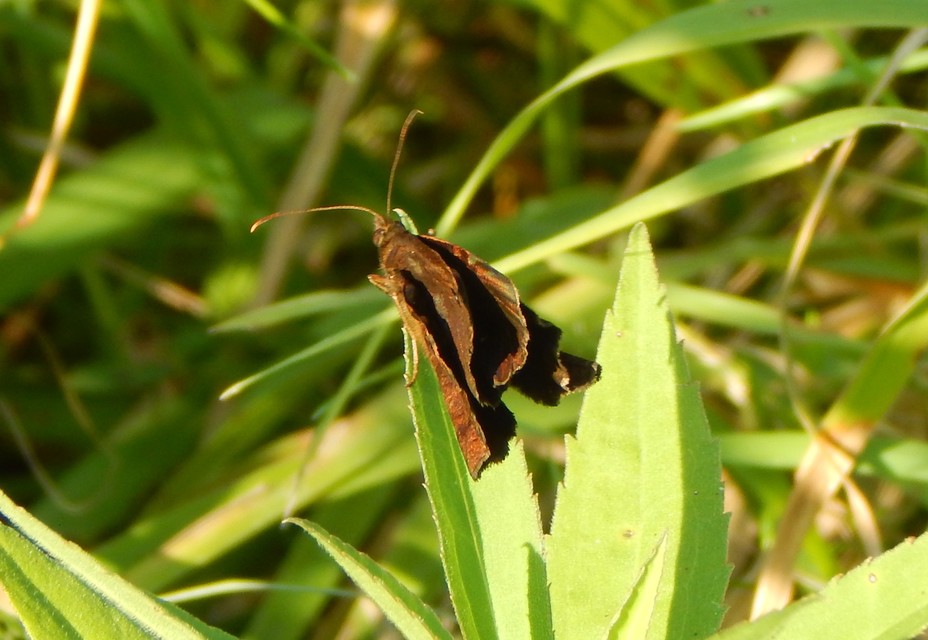 Minois dryas - fekete szemeslepke