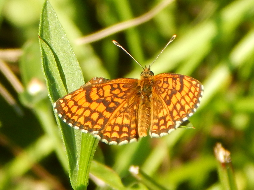 Melitaea athalia - közönséges tarkalepke