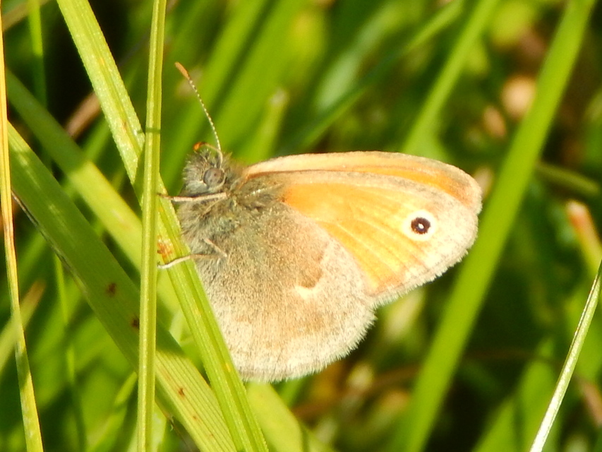 Coenonympha pamphilus - kis szénalepke