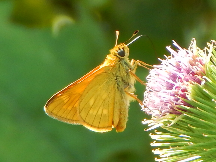 Ochlodes sylvanus - erdei busalepke