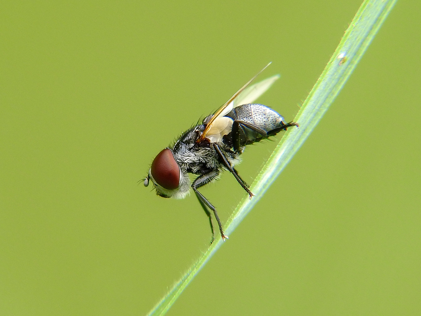 Phasia