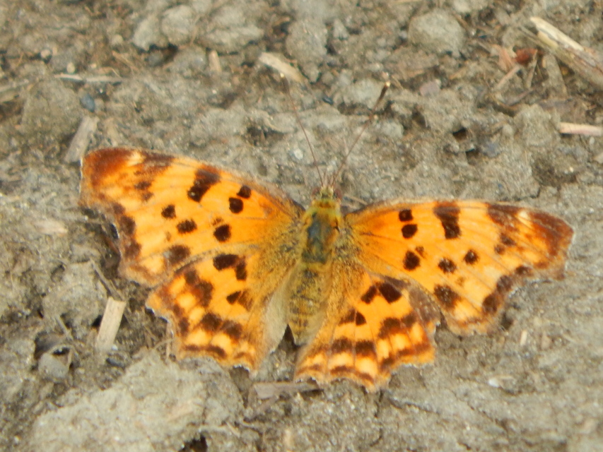 Nymphalis c-album - C-betűs lepke