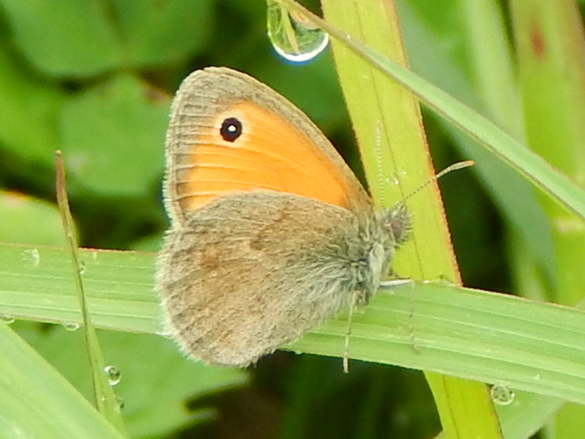 Coenonympha pamphilus - kis szénalepke