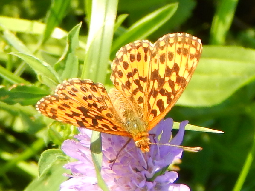 Boloria dia - kis gyöngyházlepke