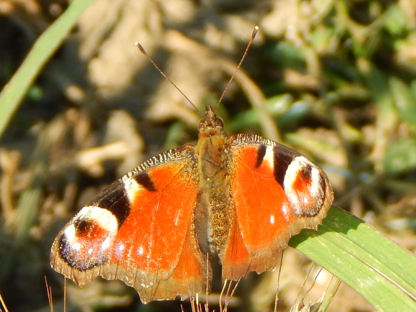 Nymphalis io - nappali pávaszem