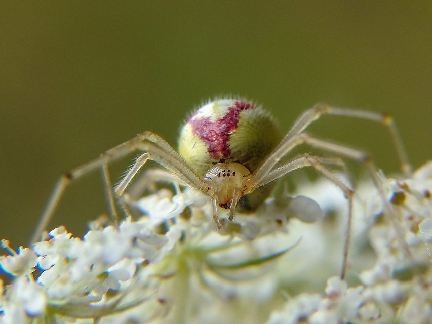 Enoplognatha ovata/latimana